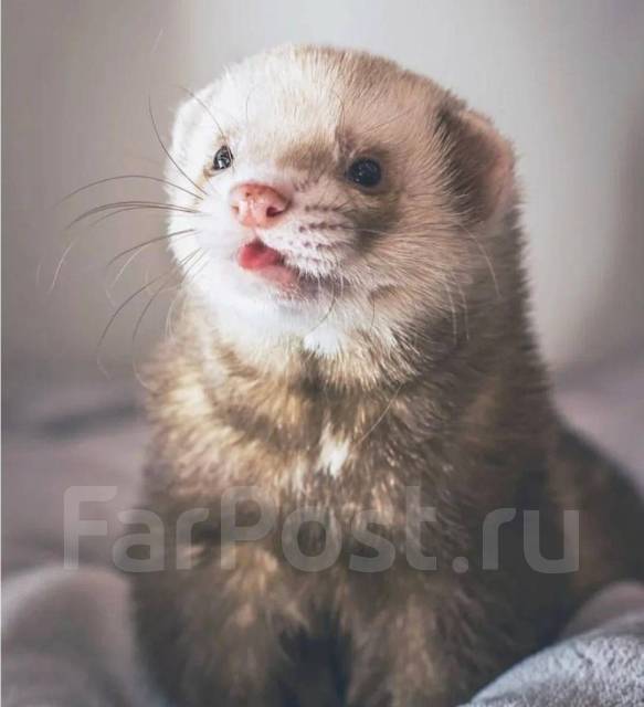 Хорек во втулке