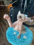 ����. ����