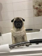 ����. ����