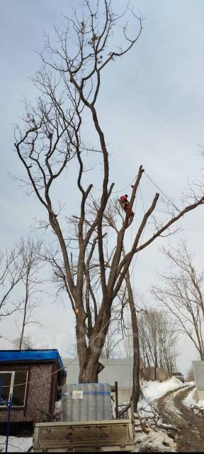 Пилим деревья, Спил деревьев, Санитарная обрезка, Спилить дерево ...