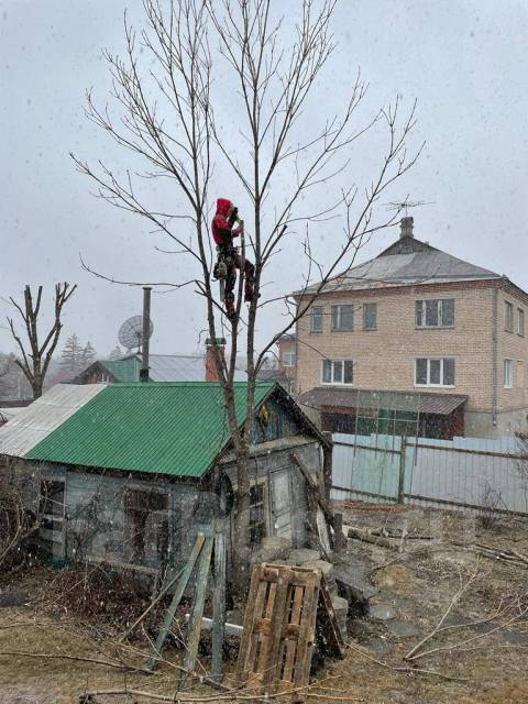 Пилим деревья, Спил деревьев, Санитарная обрезка, Спилить дерево ...