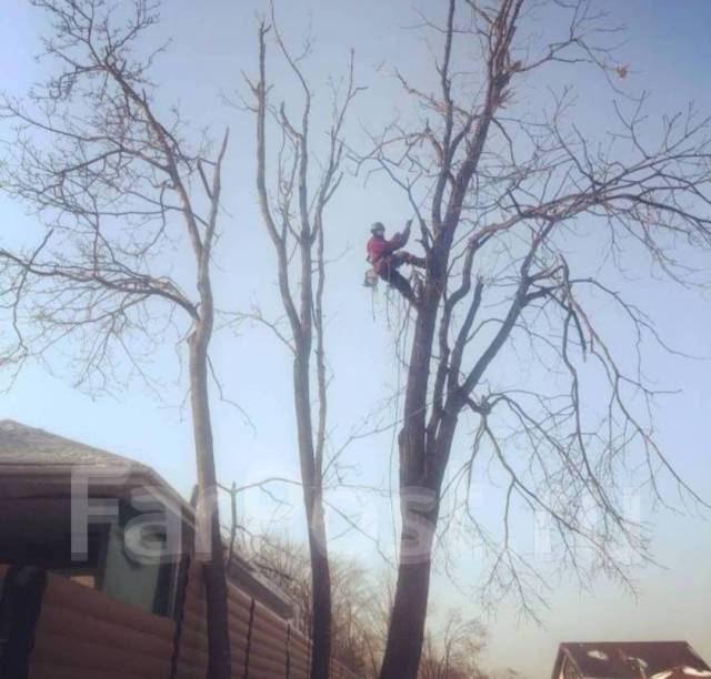 Спил деревьев, Обрезка деревьев, Спилить дерево, Пилим деревья в Уссурийске