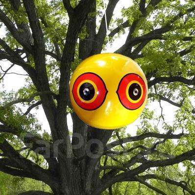 ������������ ���� ���� �������, ��� ����