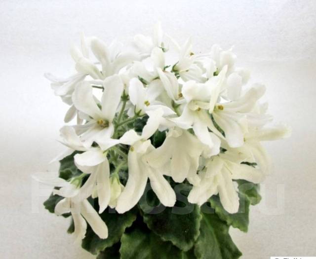 Lunar lily white фиалка фото