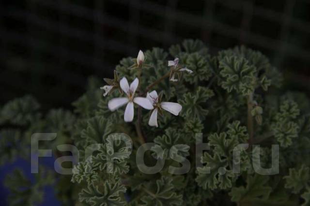 Пеларгония ardwick cinnamon фото и описание