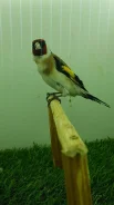 �����. ����