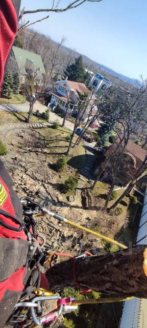 Пилим деревья, Спил деревьев, Санитарная обрезка, Спилить дерево ...