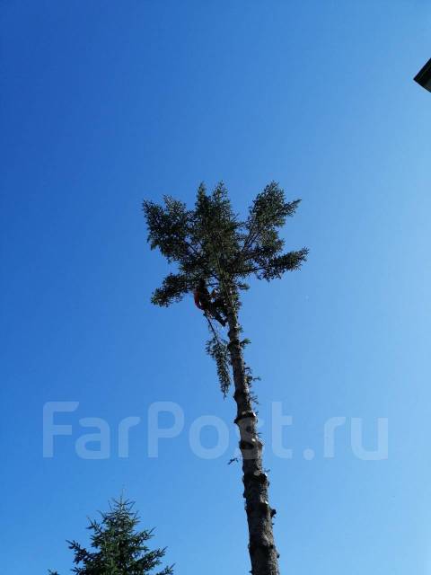 Пилим деревья, Спил деревьев, Санитарная обрезка, Спилить дерево ...