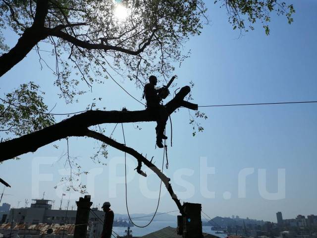 Пилим деревья, Спил деревьев, Санитарная обрезка, Спилить дерево ...