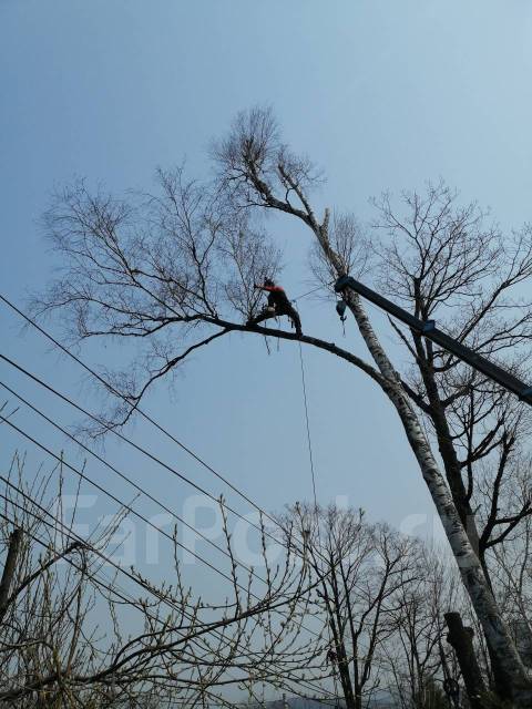 Пилим деревья, Спил деревьев, Санитарная обрезка, Спилить дерево ...