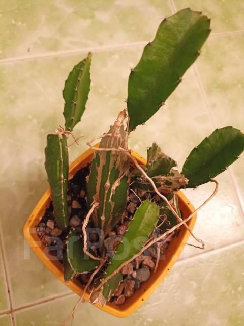 Гилоцереус или питахайя, в наличии. Цена: 200₽ во Владивостоке