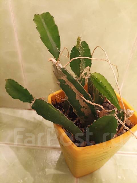 Гилоцереус или питахайя, в наличии. Цена: 200₽ во Владивостоке