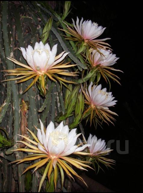 Гилоцереус или питахайя, в наличии. Цена: 200₽ во Владивостоке