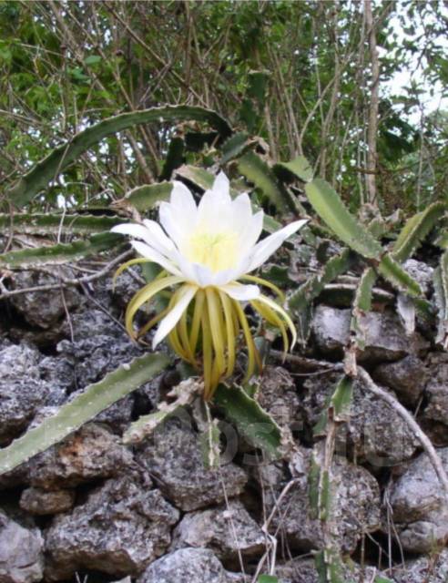 Гилоцереус или питахайя, в наличии. Цена: 200₽ во Владивостоке
