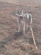 �����. ����