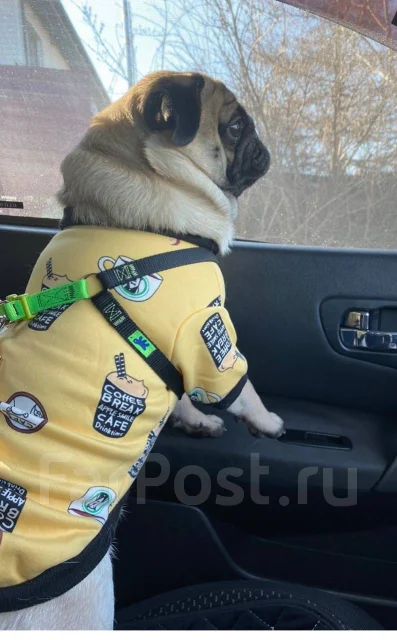 ����. ����