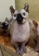 ����. ��� ����� �� ������������ ����
