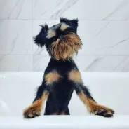 �������. ����