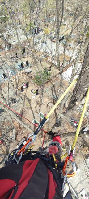 Пилим деревья, Спил деревьев, Санитарная обрезка, Спилить дерево ...