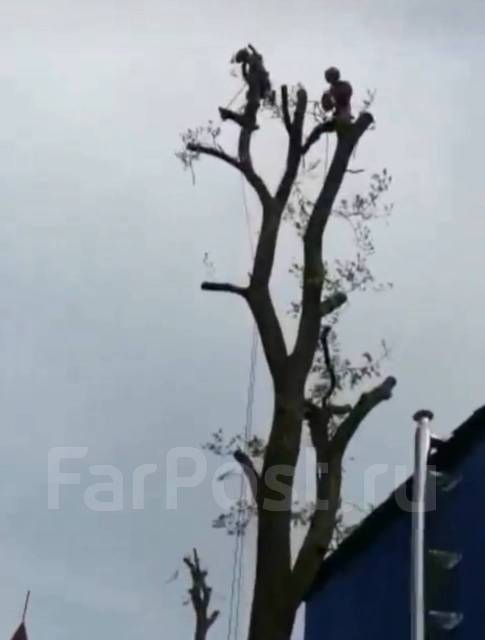 Пилим деревья, Спил деревьев, Санитарная обрезка, Спилить дерево ...