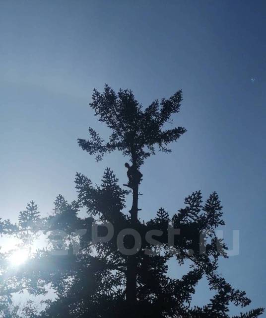 Пилим деревья, Спил деревьев, Санитарная обрезка, Спилить дерево ...