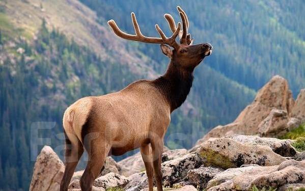 Туры алтай фото