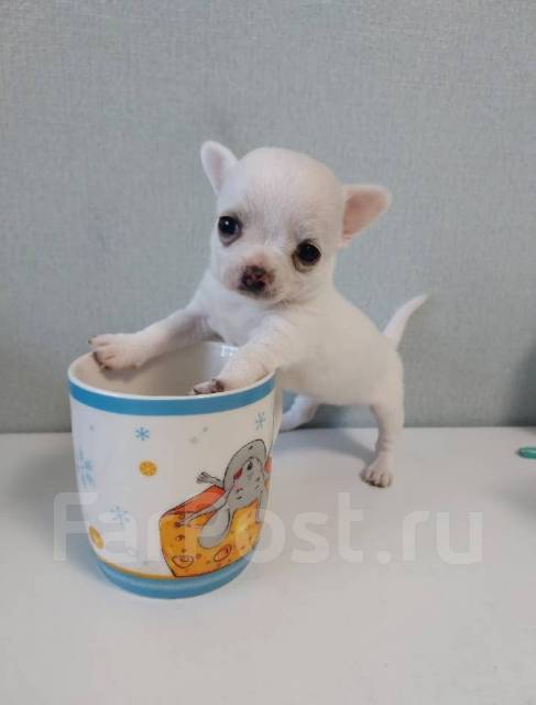 Стоковые фотографии по запросу Black chihuahua