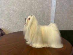����������� �������. ����