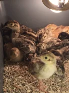 ������. ��� ����� �� ������������ ����