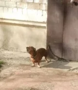 �����. ����