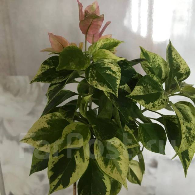 Бугенвиллия Mini thai variegata, в наличии. Цена: 300₽ во Владивостоке