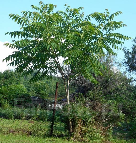 Орех маньчжурский (Juglans mandshurica) – Питомник растений СЕЗОНЫ