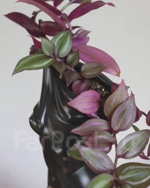 Традесканция в фигуристом горшке, в наличии. Цена: 2 500₽ во Владивостоке