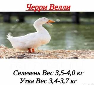 Утята чери вели