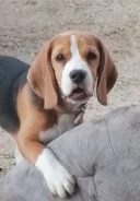 �����. ����