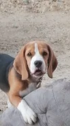 �����. ����