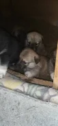 �����. ����