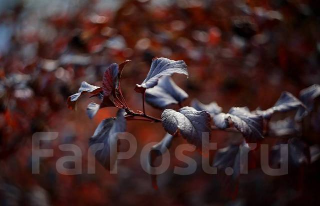 Легендарный Гелиос_44-2 + переходник для Nikon/ Sony/ Canon /БЗ, 49 мм ...