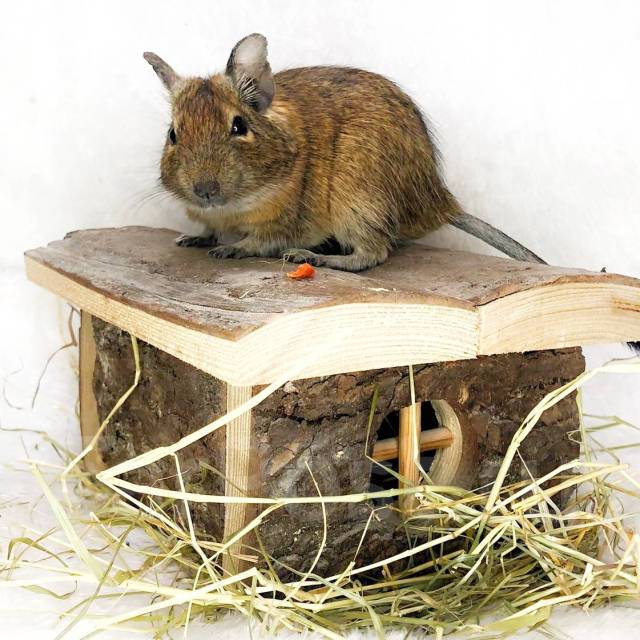 Дегу, в наличии. Цена: 1 000₽ во Владивостоке