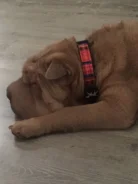 ������. ����