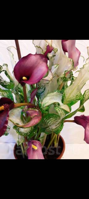 Калла Снежная королева - Растения во Владивостоке