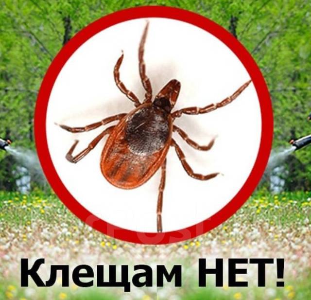 Уничтожение клещей. Акарицидная обработка от клещей в Хабаровске