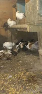 ����. ����