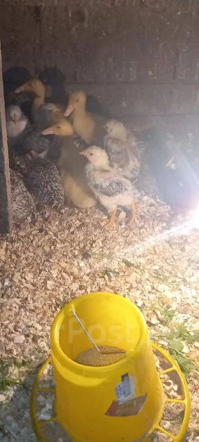����. ����