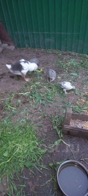 ����. ����
