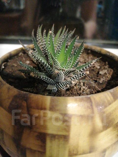 Хавортия полосатая, в наличии. Цена: 100₽ во Владивостоке