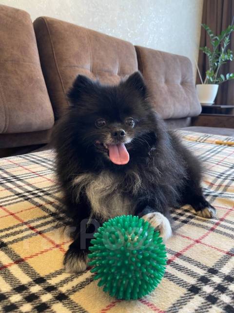 Вязка померанский шпиц во Владивостоке