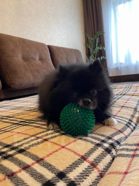 Вязка померанский шпиц во Владивостоке