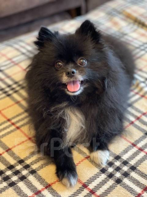 Вязка померанский шпиц во Владивостоке