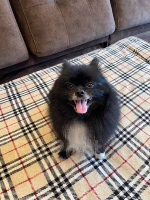 Вязка померанский шпиц во Владивостоке